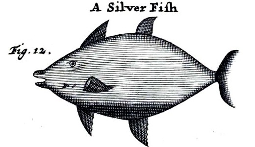 Silver-fish by William Funnell